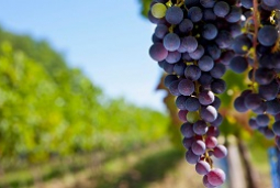 Traces Of 5,000 Year Old Grapes From World's First Vineyard Discovered